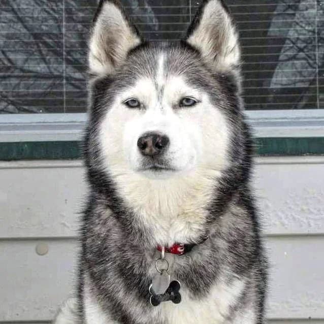 24 Years ago today, we brought home a tiny little sick Siberian Husky.  She had green stuff coming out of her eyes, and well. . the other end too.  She was so sick, and so scared of everything.  When she saw the little patch of grass in our backyard in Arizona, she was confused and didn't know what to do.  Day by day, she got a little more confident, and started to trust us.  It took her a long time, but eventually she became one of the sweetest girls, who loved everyone! 

Shiloh was our very first Siberian Husky.  The one that started it all.  From puppy mill/pet store dog, to what some would call an internet celebrity!  Even before we started our YouTube channel, she was featured on a Michigan Lottery Ticket, and won a few other photo contests as well.  We would not be where we are today without the experiences we had with her.  She was the start of our love for the breed. 

I always tell people, you only THINK you want a Husky, and that's still true, and I never advise getting one as your first dog (do as I say, not as I do haha), but she was our first dog together.  We got her just a few months before we got married.  She taught us so much in the short 11 years of her life.  It's crazy to think 23 years ago was the start of this journey. 

She was an amazing dog, one of a kind (as they all are), and I do see her in all of the girls in different ways.  The universe put her in our lives for a reason!  We love you Shiloh!  You still make millions of people smile!  Thank you for being such an amazing dog! 

Literally the dog that started it all!

#dogs #rainbowbridge #siberianhusky #firstdog #ogdog #theog